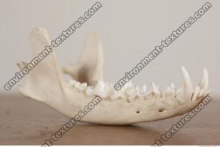 photo reference of skull 0051